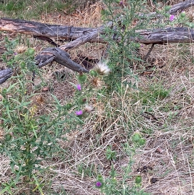 Cirsium vulgare (Spear Thistle) at Watson, ACT - 12 Feb 2025 by waltraud