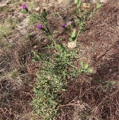 Cirsium vulgare (Spear Thistle) at Watson, ACT - 12 Feb 2025 by waltraud