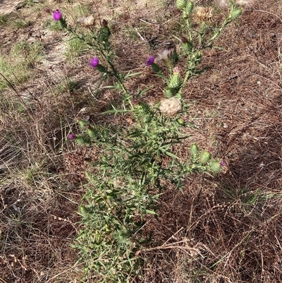 Cirsium vulgare (Spear Thistle) at Watson, ACT - 12 Feb 2025 by waltraud