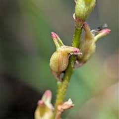 Stylidium armeria subsp. armeria at Tharwa, ACT - 5 Feb 2025 12:21 PM