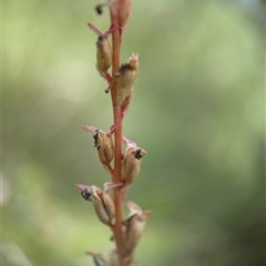 Stylidium armeria subsp. armeria at Tharwa, ACT - 5 Feb 2025 12:21 PM