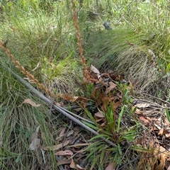 Stylidium armeria subsp. armeria at Tharwa, ACT - 5 Feb 2025 12:21 PM