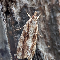 Scoparia favilliferella (A Pyralid moth) at Tharwa, ACT - 5 Feb 2025 by Miranda