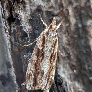 Scoparia favilliferella at Tharwa, ACT - 5 Feb 2025 12:27 PM