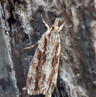 Scoparia favilliferella (A Pyralid moth) at Tharwa, ACT - 5 Feb 2025 by Miranda