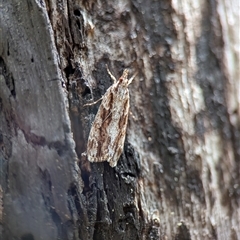 Scoparia favilliferella at Tharwa, ACT - 5 Feb 2025 12:27 PM