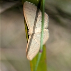 Idaea philocosma (Flecked Wave) at Tharwa, ACT - 5 Feb 2025 by Miranda