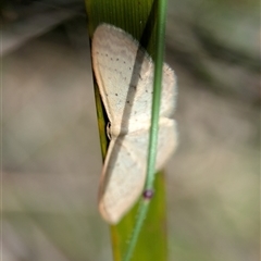 Idaea philocosma at Tharwa, ACT - 5 Feb 2025 12:49 PM