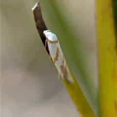 Oxythecta acceptella (Scat Moth) at Tharwa, ACT - 5 Feb 2025 by Miranda