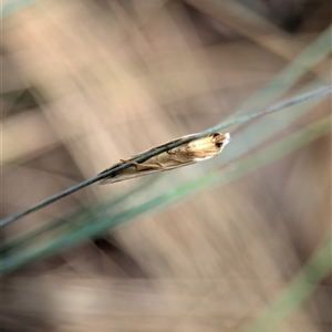 Oxythecta acceptella at Tharwa, ACT - 5 Feb 2025 01:06 PM