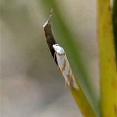 Oxythecta acceptella at Tharwa, ACT - 5 Feb 2025 01:06 PM