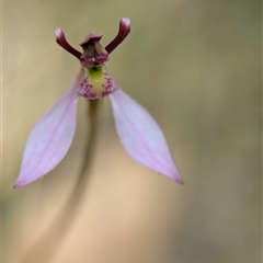 Eriochilus magenteus (Magenta Autumn Orchid) at Tharwa, ACT - 5 Feb 2025 by Miranda