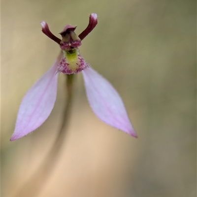 Eriochilus magenteus (Magenta Autumn Orchid) at Tharwa, ACT - 5 Feb 2025 by Miranda