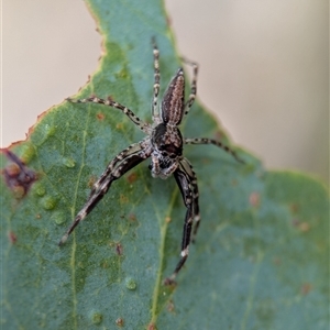 Helpis sp. (genus) at Tharwa, ACT - 5 Feb 2025 12:54 PM