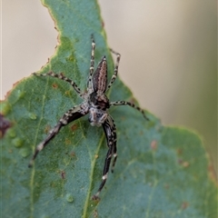 Helpis sp. (genus) at Tharwa, ACT - 5 Feb 2025 12:54 PM