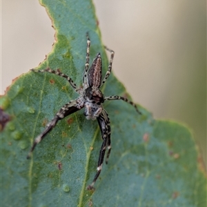 Helpis sp. (genus) at Tharwa, ACT - 5 Feb 2025 12:54 PM