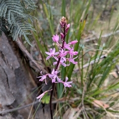 Dipodium roseum (Rosy Hyacinth Orchid) at Tharwa, ACT - 5 Feb 2025 by Miranda