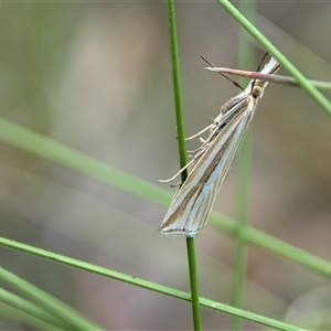 Hednota grammellus at Tharwa, ACT - 5 Feb 2025 01:26 PM