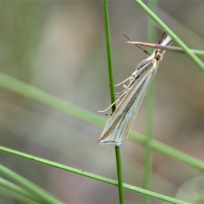 Hednota grammellus (Hednota grammellus) at Tharwa, ACT - 5 Feb 2025 by Miranda