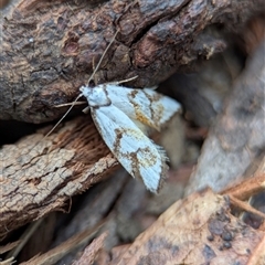 Cosmaresta anarrecta (A Concealer Moth, Wingia Group) at Tharwa, ACT - 5 Feb 2025 by Miranda