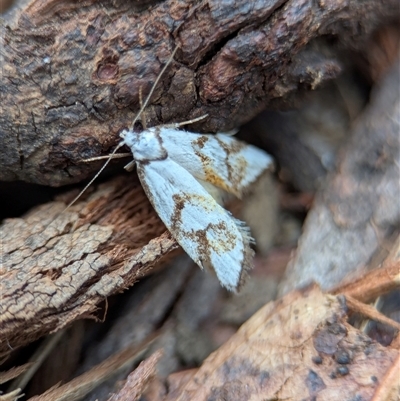 Cosmaresta anarrecta (A Concealer Moth, Wingia Group) at Tharwa, ACT - 5 Feb 2025 by Miranda