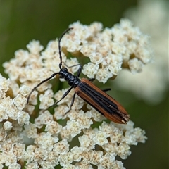 Stenoderus suturalis (Stinking Longhorn) at Tharwa, ACT - 5 Feb 2025 by Miranda