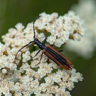 Stenoderus suturalis (Stinking Longhorn) at Tharwa, ACT - 5 Feb 2025 by Miranda