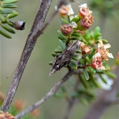 Crocidosema lantana (Lantana Flower-Cluster Moth) at Tharwa, ACT - 5 Feb 2025 by Miranda