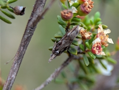 Crocidosema lantana (Lantana Flower-Cluster Moth) at Tharwa, ACT - 5 Feb 2025 by Miranda