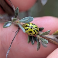 Paropsisterna obliterata (Obliterate Melaleuca Leaf Beetle) at Tharwa, ACT - 5 Feb 2025 by Miranda