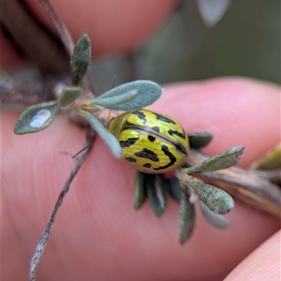 Paropsisterna obliterata (Obliterate Melaleuca Leaf Beetle) at Tharwa, ACT - 5 Feb 2025 by Miranda