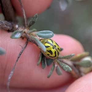 Paropsisterna obliterata at Tharwa, ACT - 5 Feb 2025 01:53 PM