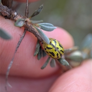 Paropsisterna obliterata at Tharwa, ACT - 5 Feb 2025 01:53 PM