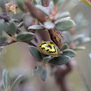 Paropsisterna obliterata at Tharwa, ACT - 5 Feb 2025 01:53 PM