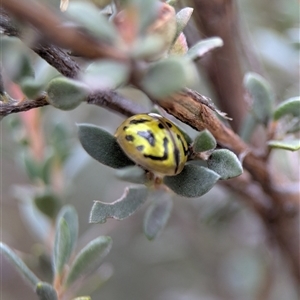 Paropsisterna obliterata at Tharwa, ACT - 5 Feb 2025 01:53 PM