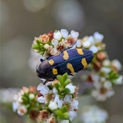 Castiarina inconspicua (A jewel beetle) at Tharwa, ACT - 5 Feb 2025 by Miranda