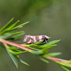 Isomoralla gephyrota (A Concealer moth) at Kambah, ACT - 5 Feb 2025 by Miranda