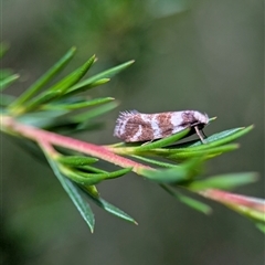 Isomoralla gephyrota at Kambah, ACT - 5 Feb 2025 02:28 PM