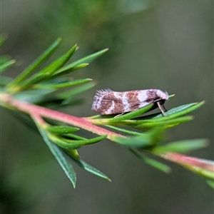 Isomoralla gephyrota at Kambah, ACT - 5 Feb 2025 02:28 PM