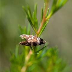 Isomoralla gephyrota at Kambah, ACT - 5 Feb 2025 02:28 PM