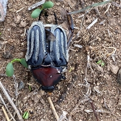 Trichaulax philipsii (Grey-furrowed rose chafer) at Googong, NSW - 13 Feb 2025 by Wandiyali