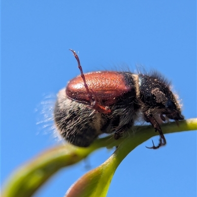 Liparetrus sp. (genus) (Chafer beetle) at Holder, ACT - 6 Feb 2025 by Miranda