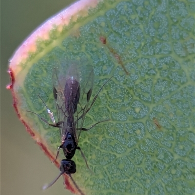 Formicidae (family) at Holder, ACT - 6 Feb 2025 by Miranda