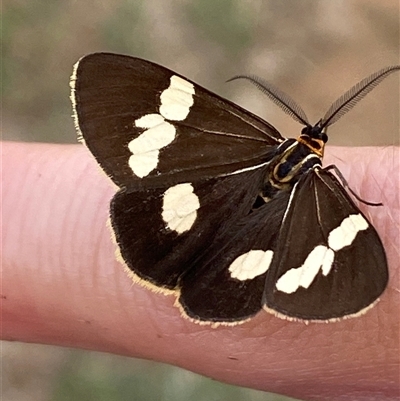 Nyctemera amicus (Senecio Moth, Magpie Moth, Cineraria Moth) at Molonglo, ACT - Yesterday by SteveBorkowskis