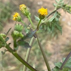 Bidens pilosa (Cobbler's Pegs, Farmer's Friend) at Molonglo, ACT - Yesterday by SteveBorkowskis