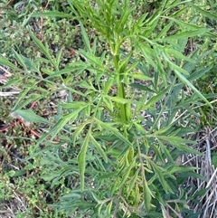 Bidens subalternans (Greater Beggars Ticks) at Molonglo, ACT - Yesterday by SteveBorkowskis