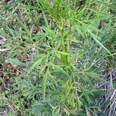 Bidens subalternans (Greater Beggars Ticks) at Molonglo, ACT - Yesterday by SteveBorkowskis