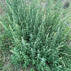 Chenopodium album at Molonglo, ACT - Today by SteveBorkowskis