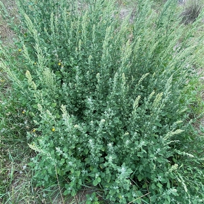 Chenopodium album at Molonglo, ACT - Today by SteveBorkowskis