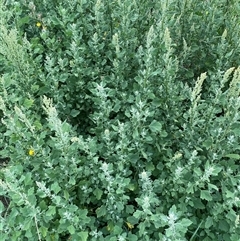 Chenopodium album at Molonglo, ACT - 13 Feb 2025 01:14 PM